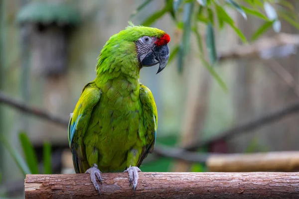 Papuga Trawiasta Gałęzi Drzewa — Zdjęcie stockowe
