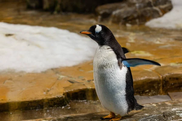 Πιγκουίνος Στο Ενυδρείο Ζωολογικό Κήπο — Φωτογραφία Αρχείου