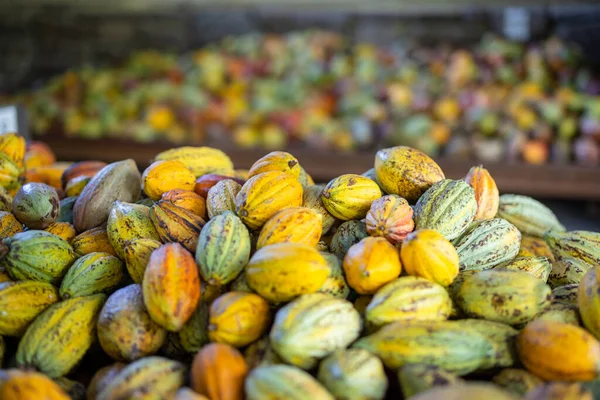 Hromada Barevných Zralých Kakaových Lusků — Stock fotografie