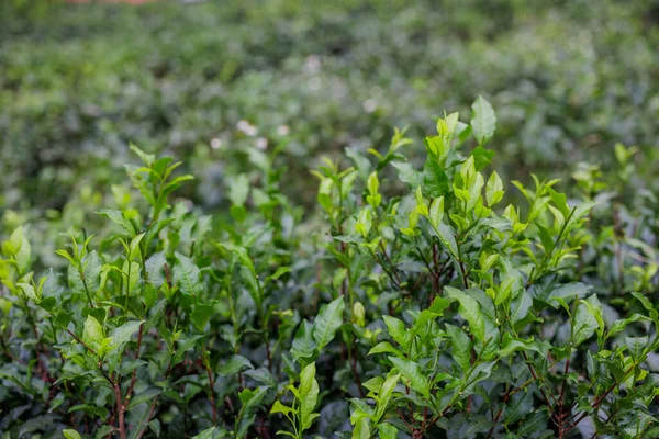 田里茶树上的新鲜茶叶 — 图库照片