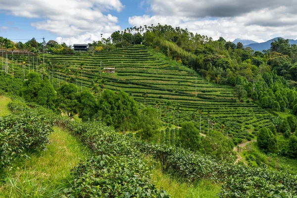 Фермерская Терраса Зеленого Чая Нанту Тайване — стоковое фото