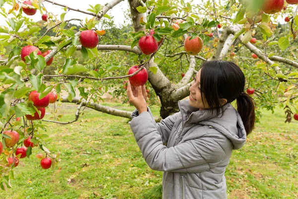 Туристична Жінка Вибирає Червоне Яблуко Над Деревом Фермі — стокове фото
