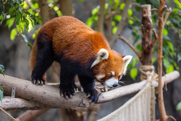 動物園の赤いパンダ — ストック写真