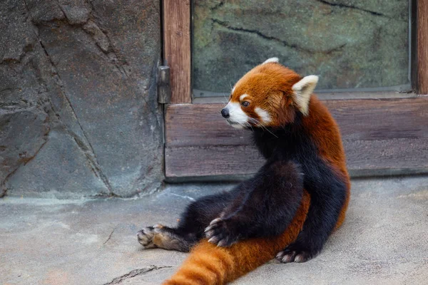 Panda Vermelho Parque Zoológico — Fotografia de Stock