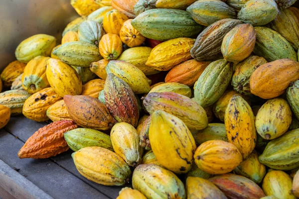 농장에서 수확하는 코코아 꼬투리 — 스톡 사진