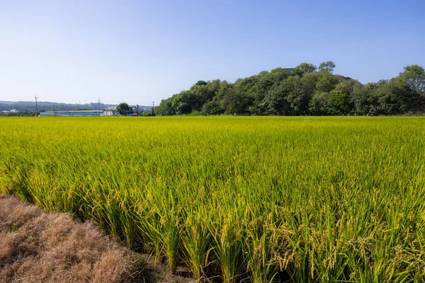 台湾的成熟稻田 — 图库照片