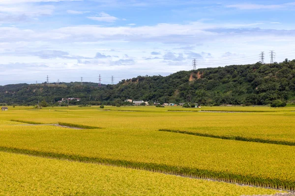 台湾成熟的黄稻田 — 图库照片
