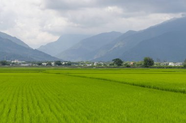 Tayvan 'ın Taitung bölgesindeki pirinç tarlası