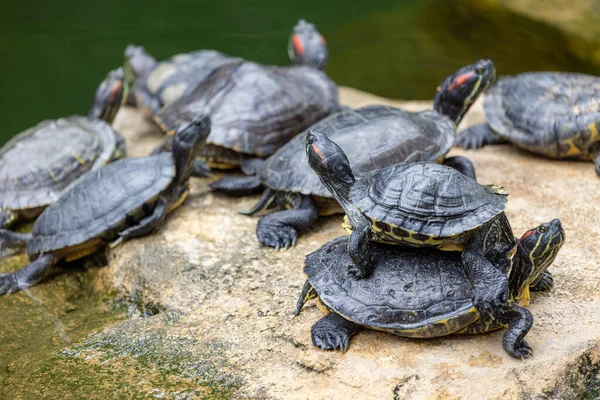 Schildkröte Liegt Auf Felsen Über Dem Teich — Stockfoto
