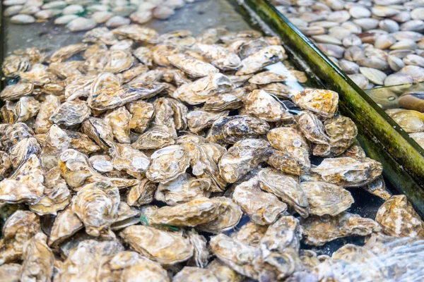 Selling Oyster Wet Market — Stock Photo, Image