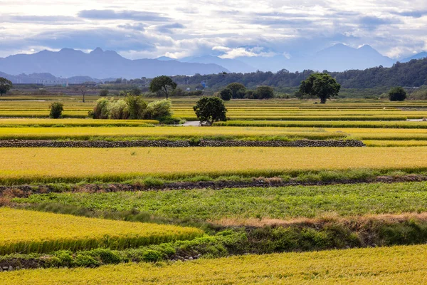 Dojrzałe Żółte Pole Ryżowe Tajwanie — Zdjęcie stockowe