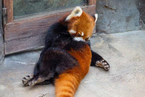 Panda Rojo Parque Zoológico — Foto de Stock