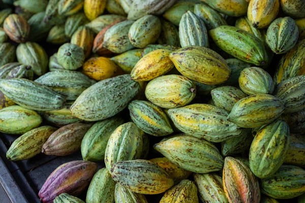 Çiftlikte Taze Kakao Kabuğu Hasadı — Stok fotoğraf