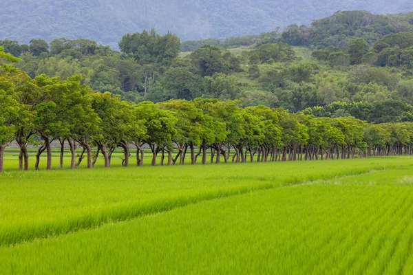Pole Ryżowe Taitung Tajwanu — Zdjęcie stockowe
