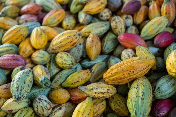 Fresh Cocoa Pod Harvest Chocolate Factory — Stock Photo, Image