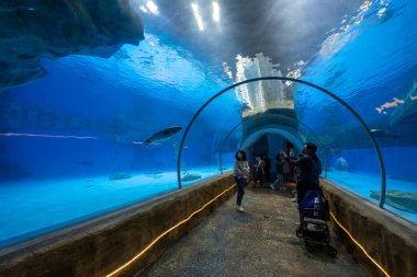 Hong Kong - 02 Aralık 2021: Kulaksız fok akvaryumda yüzüyor
