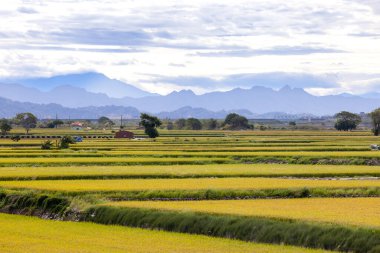 Tayvan 'da olgunlaşmış sarı pirinç tarlası