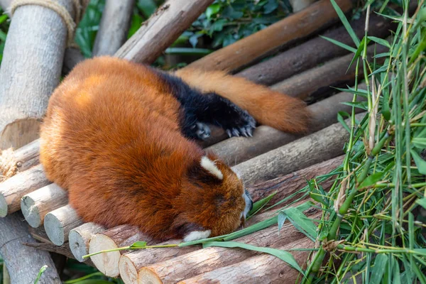 Panda Rojo Parque Zoológico —  Fotos de Stock
