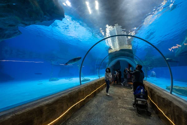 Hong Kong December 2021 Oorloze Zeehond Zwemt Aquarium — Stockfoto