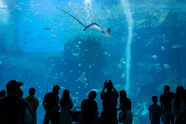 Taoyuan Taiwan Juillet 2022 Xpark Aquarium Taiwan — Photo