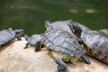 Kaplumbağa su birikintisinin üzerinde yatıyor.