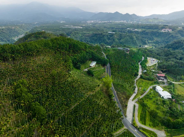 台湾南投の山の上の道路の自然景観と緑の茶園と森 — ストック写真