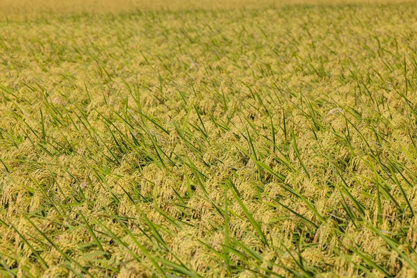 Taichung Waipu Daki Paddy Pirinç Tarlası — Stok fotoğraf