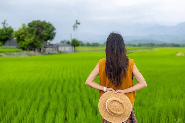 Τουριστική Γυναίκα Στον Τομέα Του Ρυζιού Στο Γιούλι Της Ταϊβάν — Φωτογραφία Αρχείου