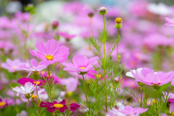 Kosmos Blume Lila Farbe Bauernhof — Stockfoto