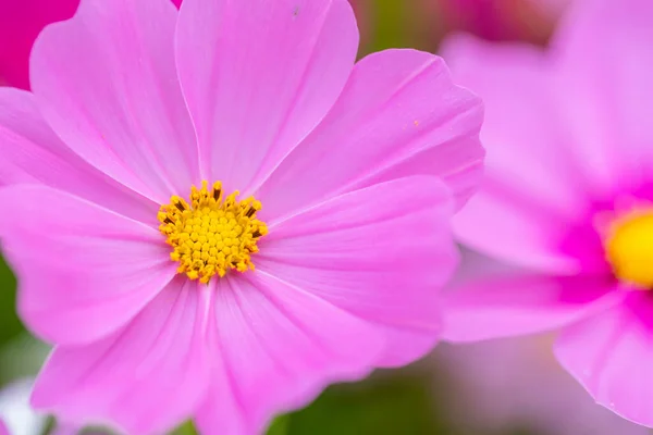 Cosmos Flower Purple Color Farm — Stock Photo, Image