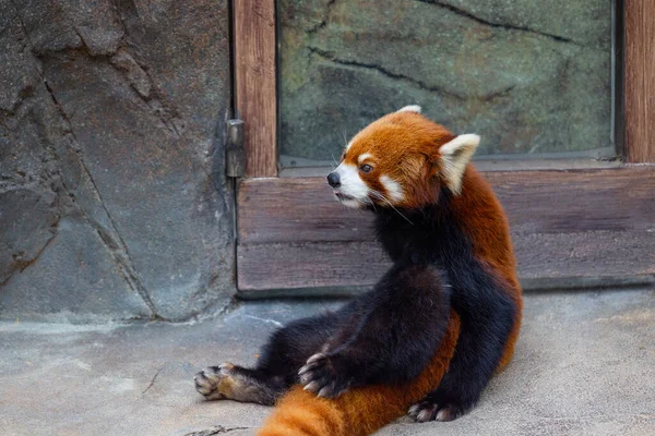 Красная Панда Зоопарке — стоковое фото