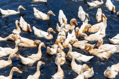 Duck in local farm of Taiwan