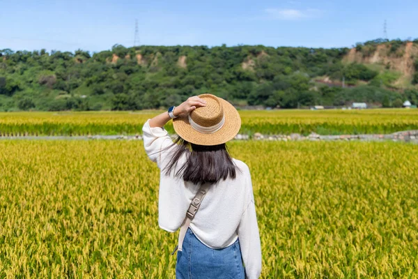 Путешественница Тайвань Тайчжун Вайпу Рисовое Поле — стоковое фото