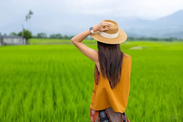 Женщина Туристка Рисовом Поле Юли Тайваня — стоковое фото