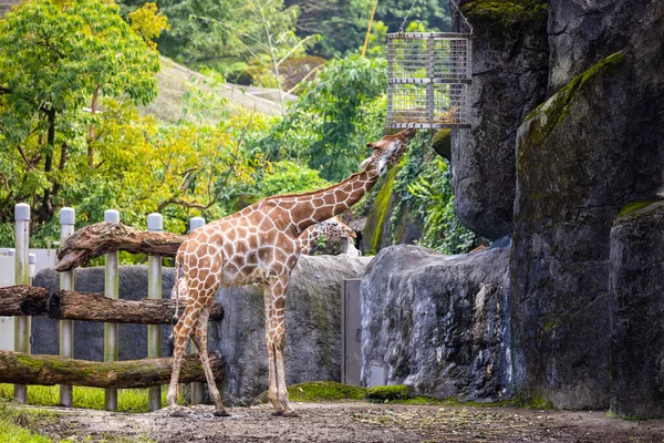 Hayvanat Bahçesindeki Zürafa Besleniyor — Stok fotoğraf