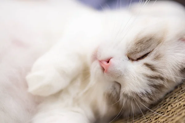 Cute Little Kitten Fall Asleep — Stock Photo, Image