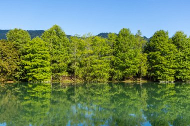 Tayvan 'ın Hualien bölgesinde yeşil ağaç yansıması olan güzel bir göl.