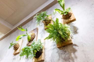 Restoranda dekorasyon için duvara asılan bitki.