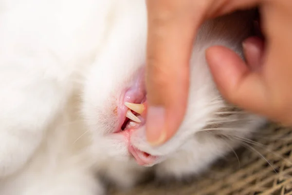 Pet owner check teeth of the cat