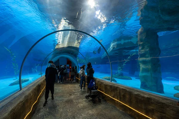 Hong Kong Grudnia 2021 Pływanie Akwarium Bez Uszu — Zdjęcie stockowe