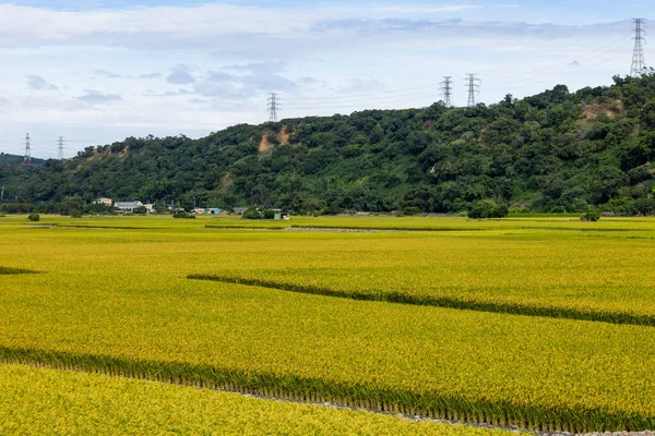 Tajwan Taichung Waipu Pole Ryżu Niełuskanego — Zdjęcie stockowe