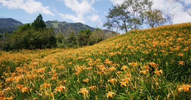 Taitung 'daki Taimali Kinchen Dağı' nda portakal günü çiçek tarlası.