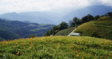 Taitung 'daki Taimali Kinchen Dağı' nda portakal günü çiçek tarlası.