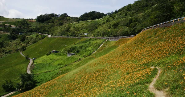 Flower Field Beautiful Orange Daylily Taimali Kinchen Mountain Taitung Taiwan — Stock Photo, Image