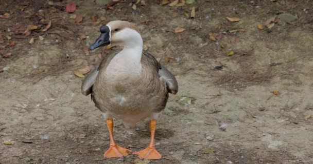 Beautiful Grey Goose Nature — Wideo stockowe