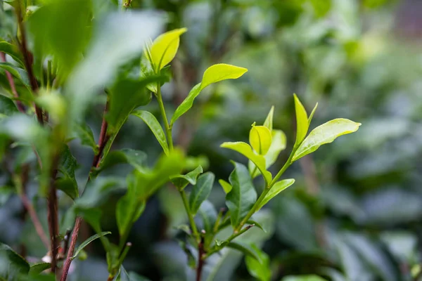 Green Tea Tree Plant Field — Stock Photo, Image