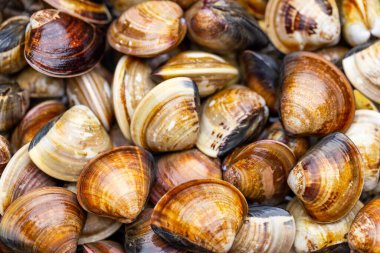Fresh raw uncooked clam for hot pot