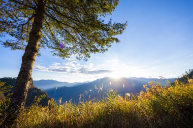 Chiayi alishan sunrise in alishan national park