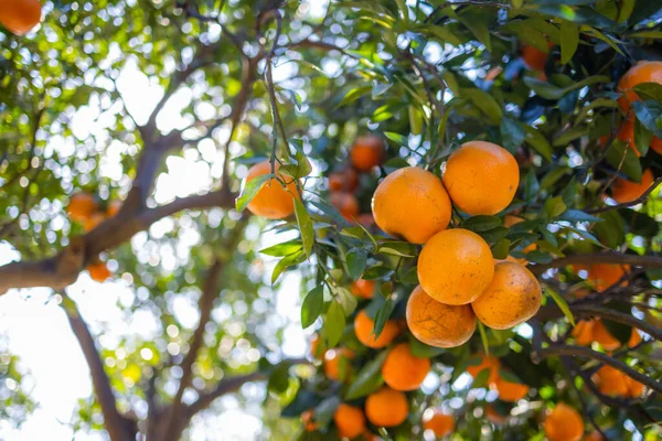 Orange Tree Orange Garden — 图库照片