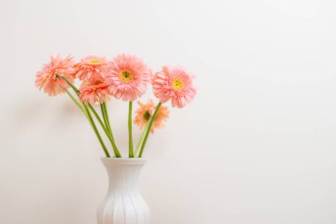 Gerbera flower in pink color 